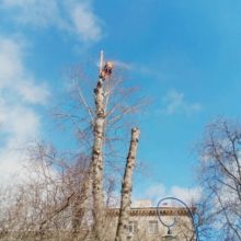 Кронирование и удаление деревьев – ул. Маршала Соколова